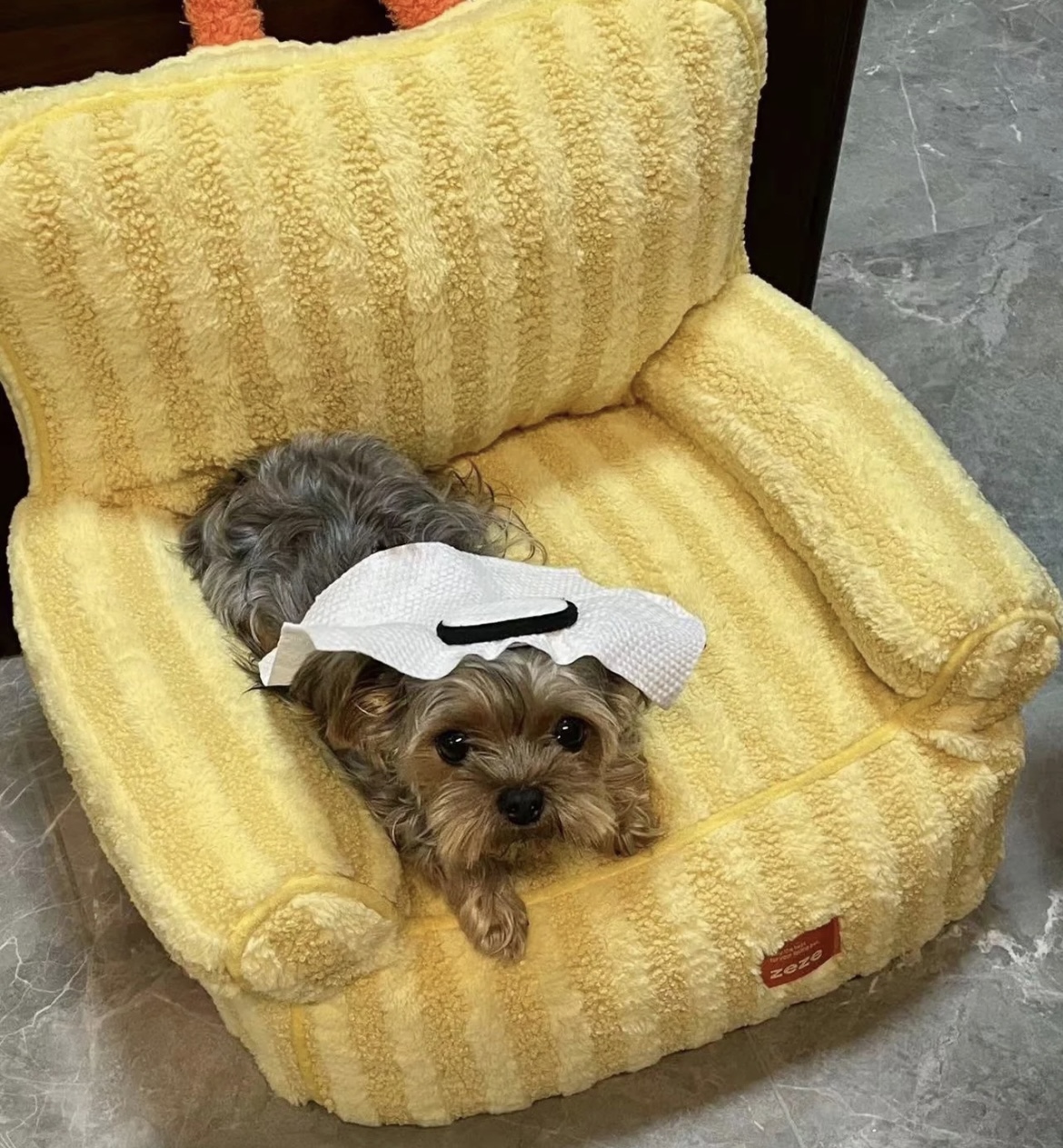 People In China Are Dressing Their Pets Up As La’eeb, The World Cup Mascot, And It’s The Cutest