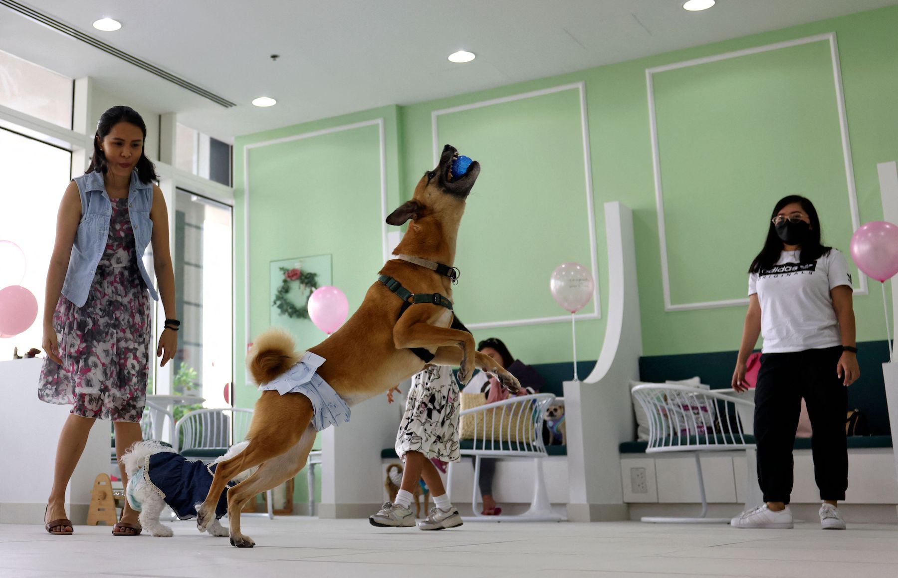 This South Korean Nutritionist Has Opened The First Healthy Dog And Cat Only Cafe In The UAE