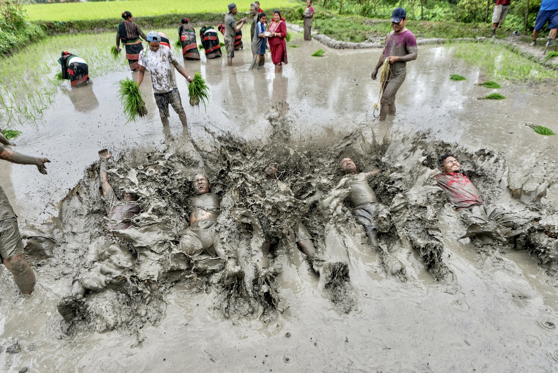 People fall back into mud water in a paddy field.