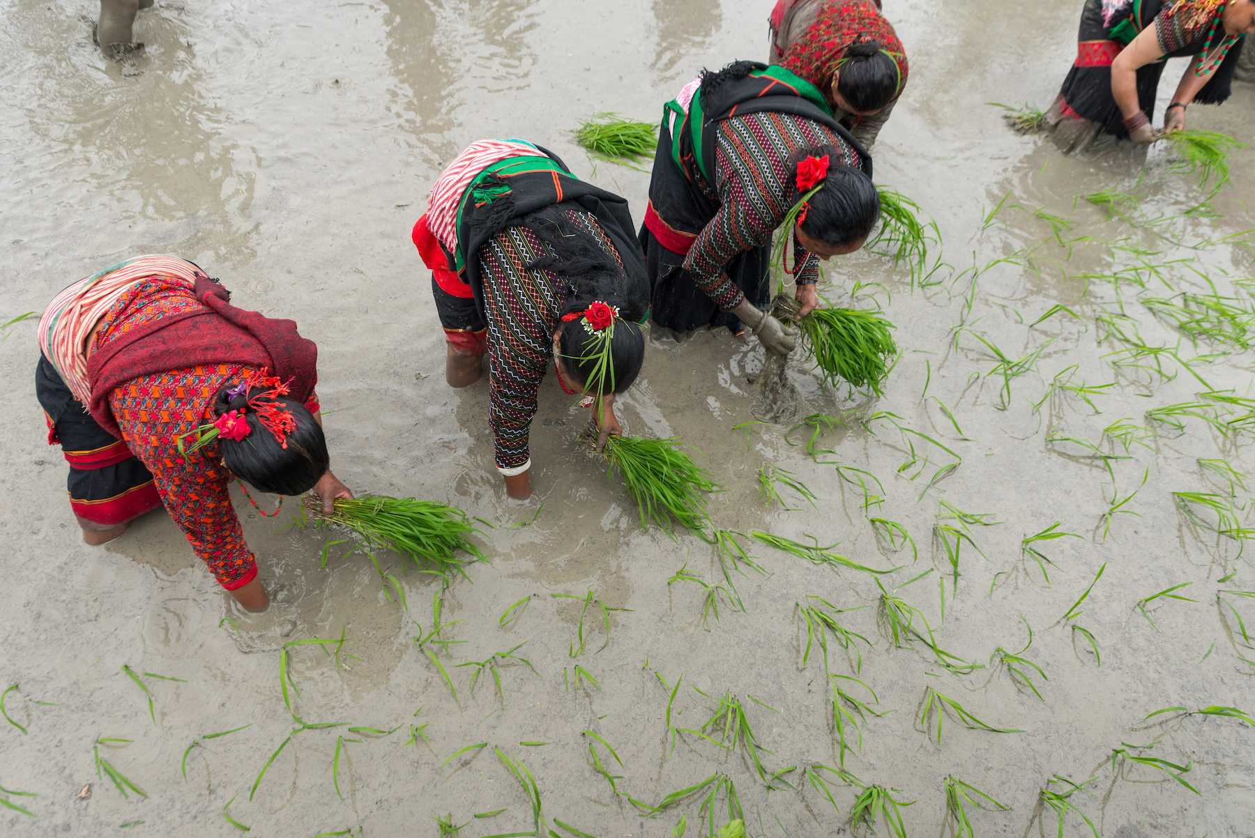 Woman are bend over a paddy field and are planting rice seedlings.