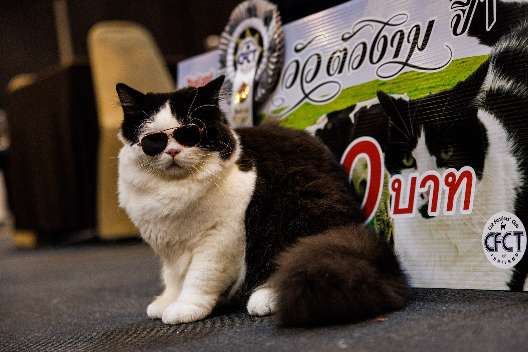 Thailand Held A “Cats Who Look Like Cows” Competition Where Cats Were Judged On Resemblance To Cows