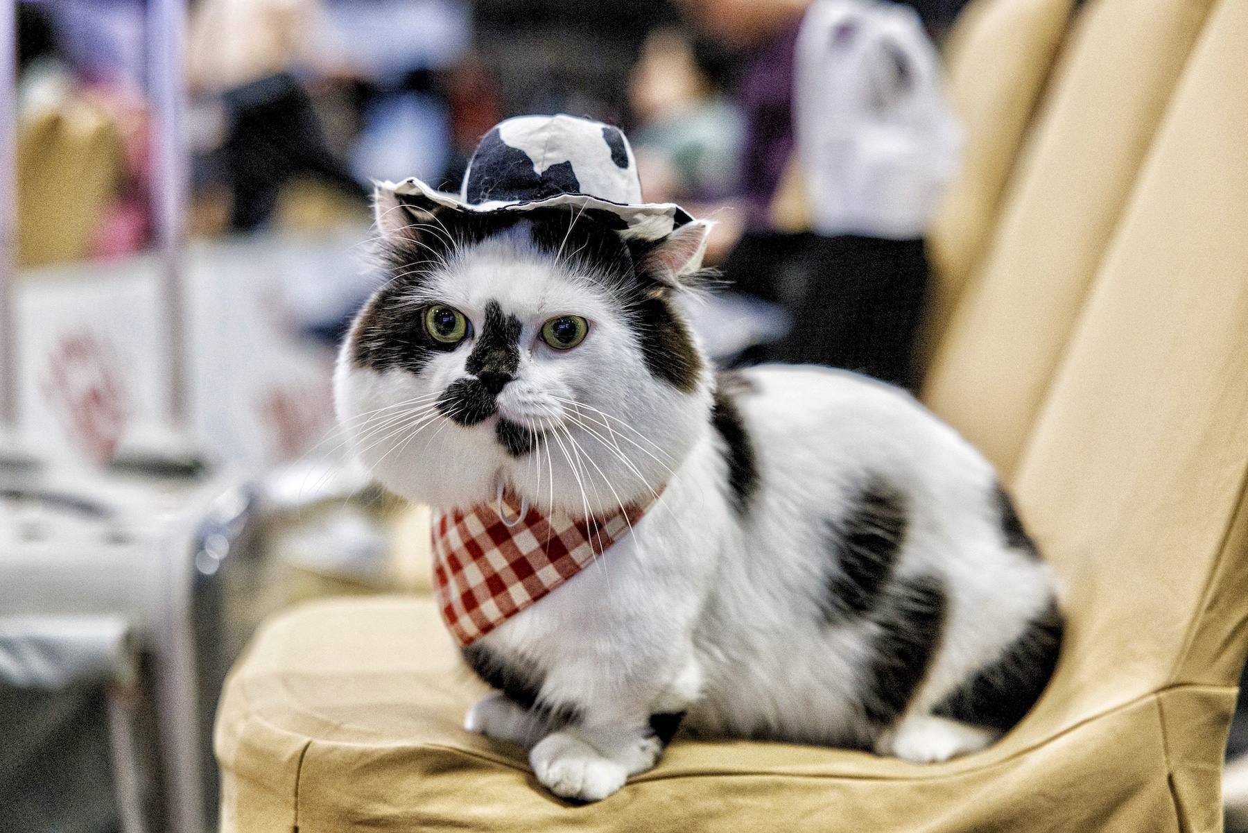 Thailand Held A “Cats Who Look Like Cows” Competition Where Cats Were Judged On Resemblance To Cows
