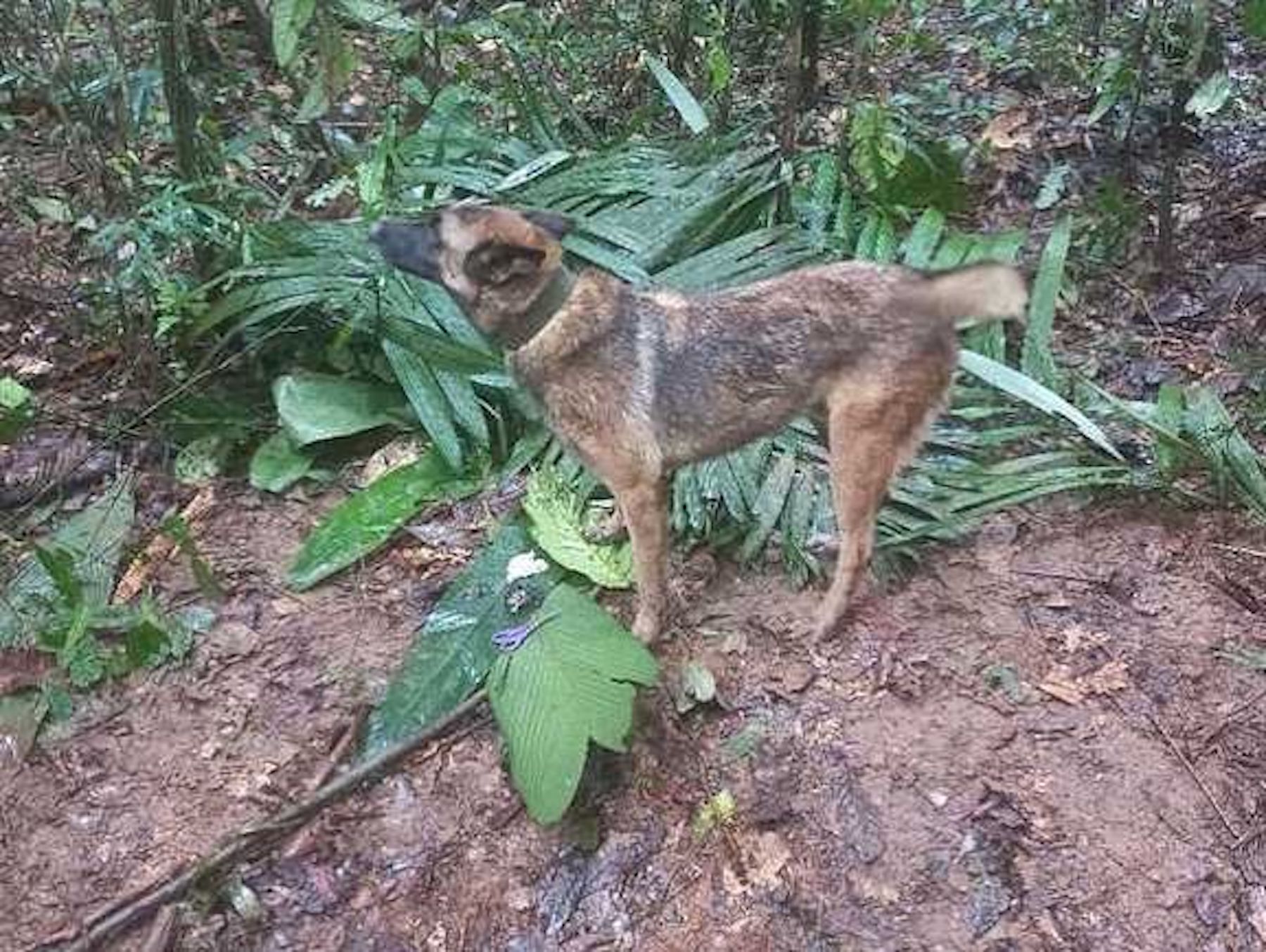 colombia forest wilson dog missing