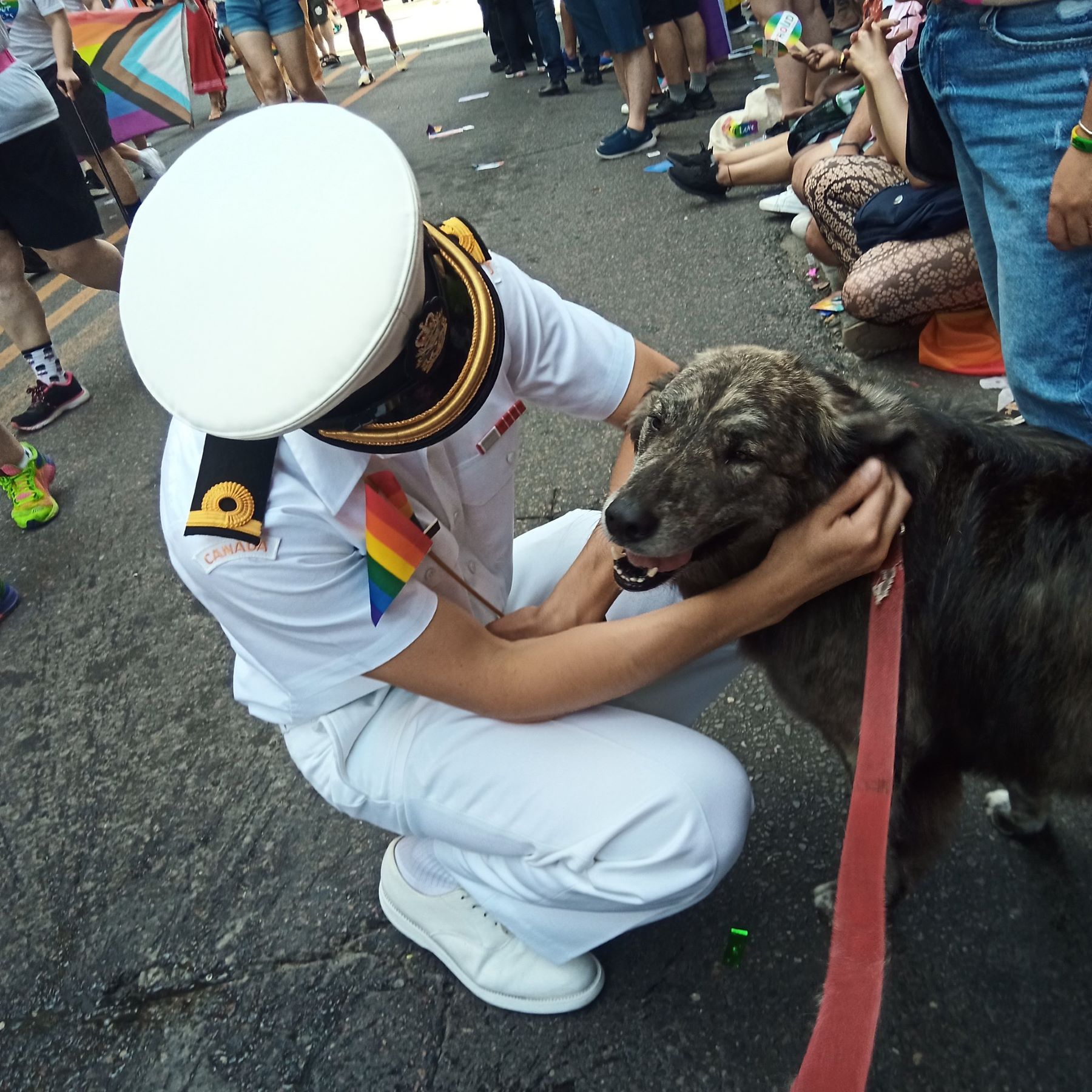 Molly, a dog who ran for mayor of Toronto, joins Pride march in Canada.