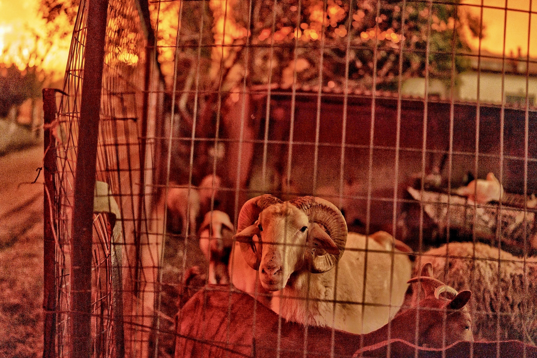 goats in greece worst wildfire