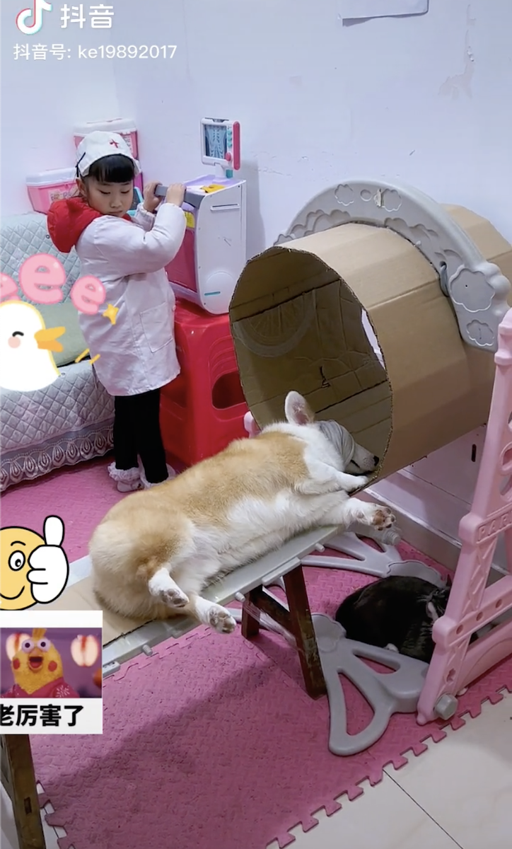 china sick corgi pretended to be patient douyin