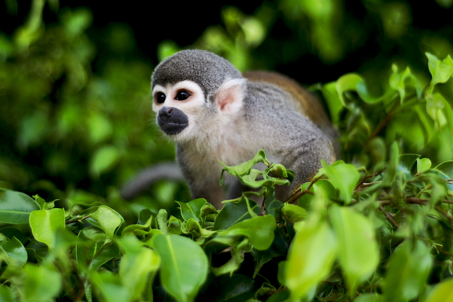 ecuador rainforest monkey ecology oil drilling