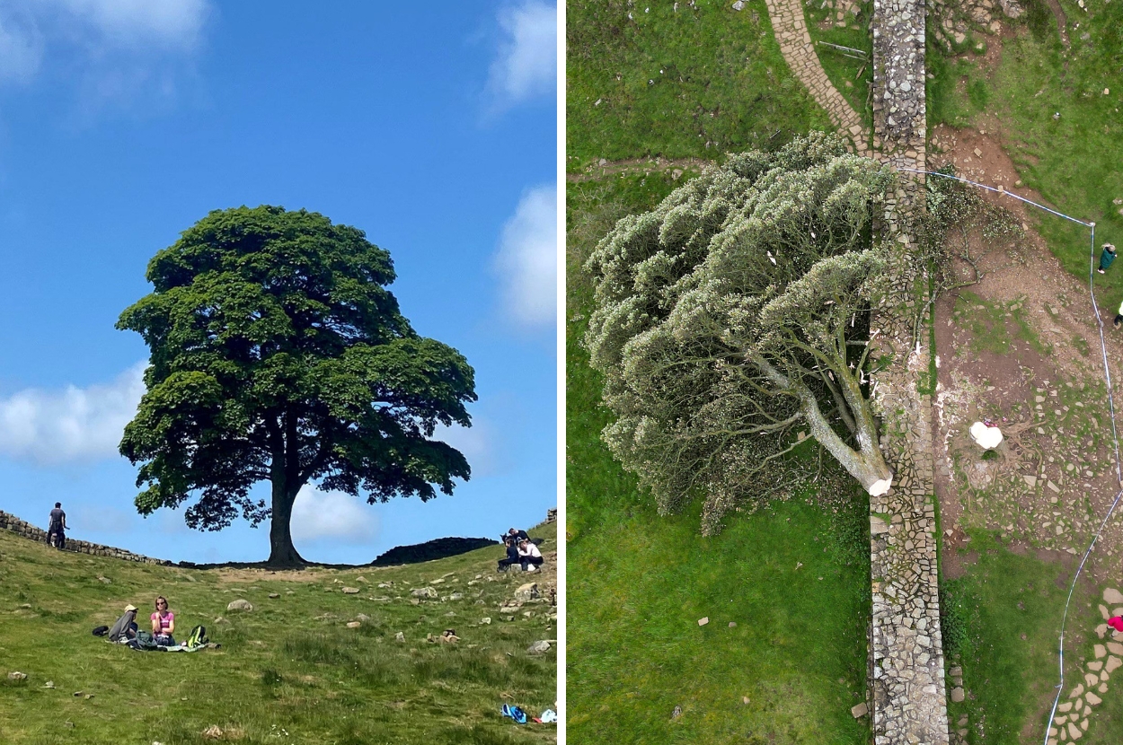 Someone Has Chopped Down The Famous “Robin Hood” Tree In The UK And People Are Furious