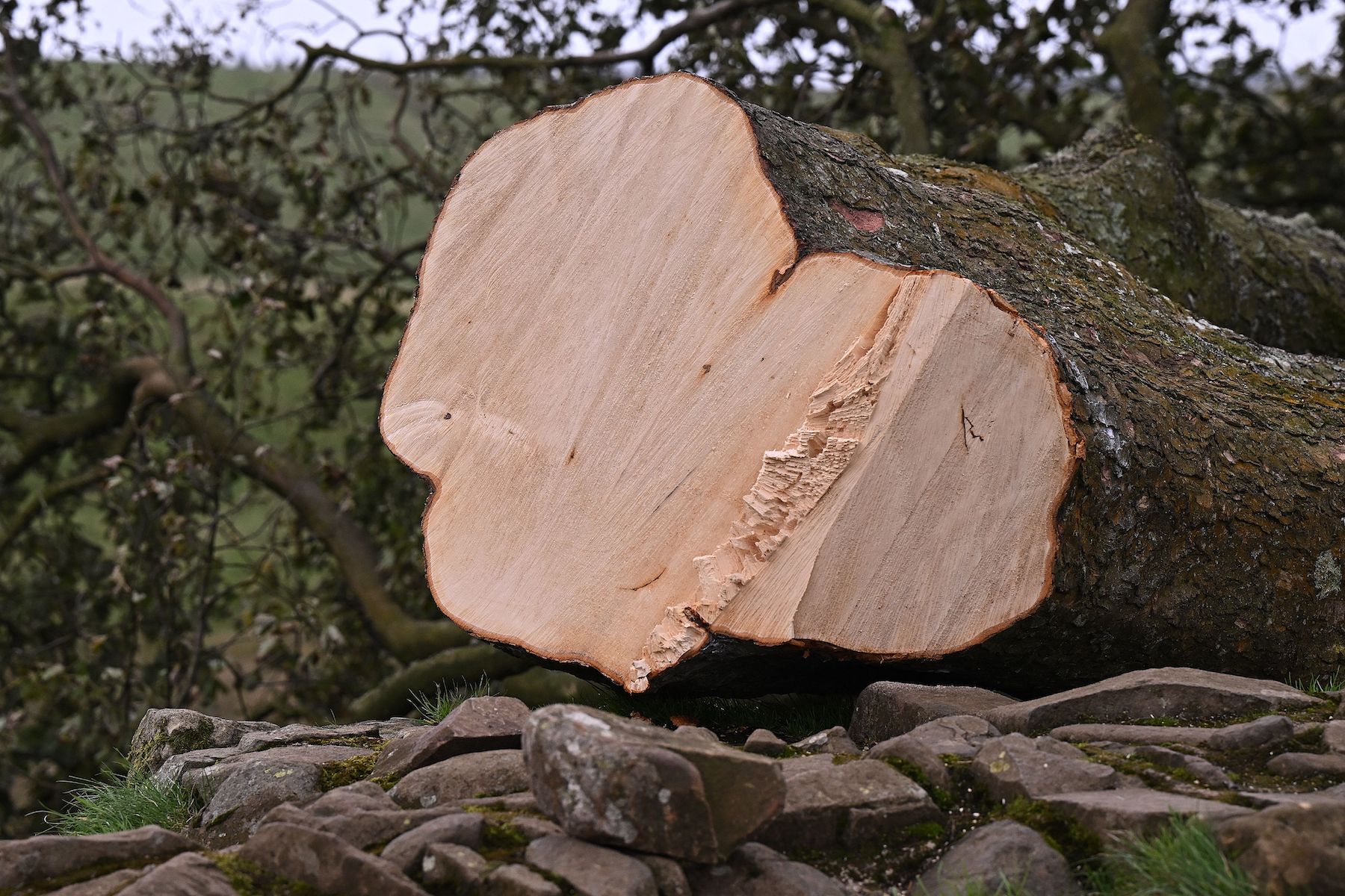 robin hood tree chopped down uk