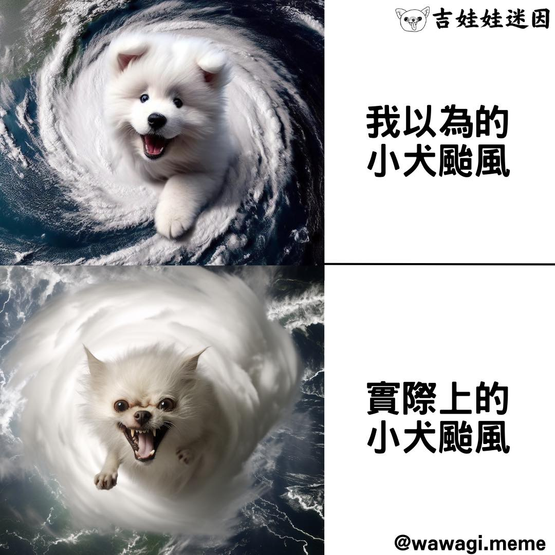 Taiwan typhoon dog meme expectation reality