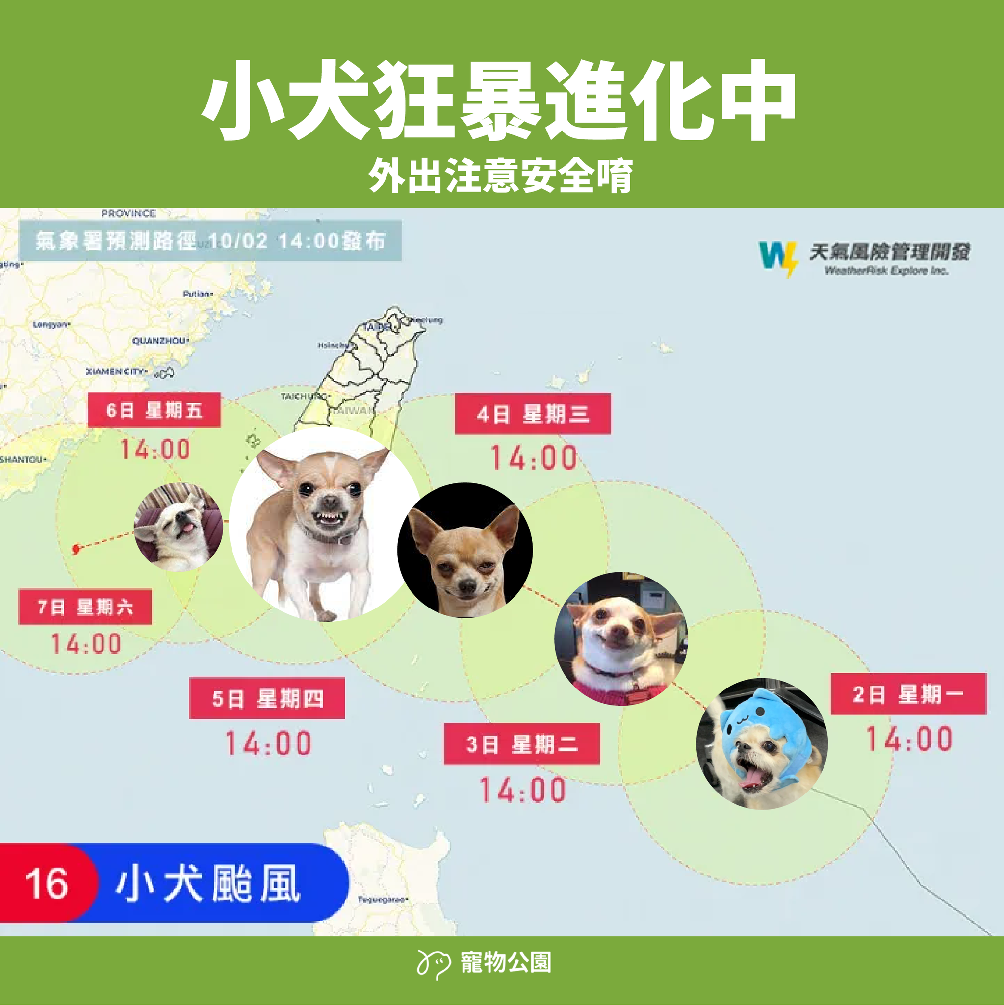 Taiwan typhoon koinu chihuahua meme