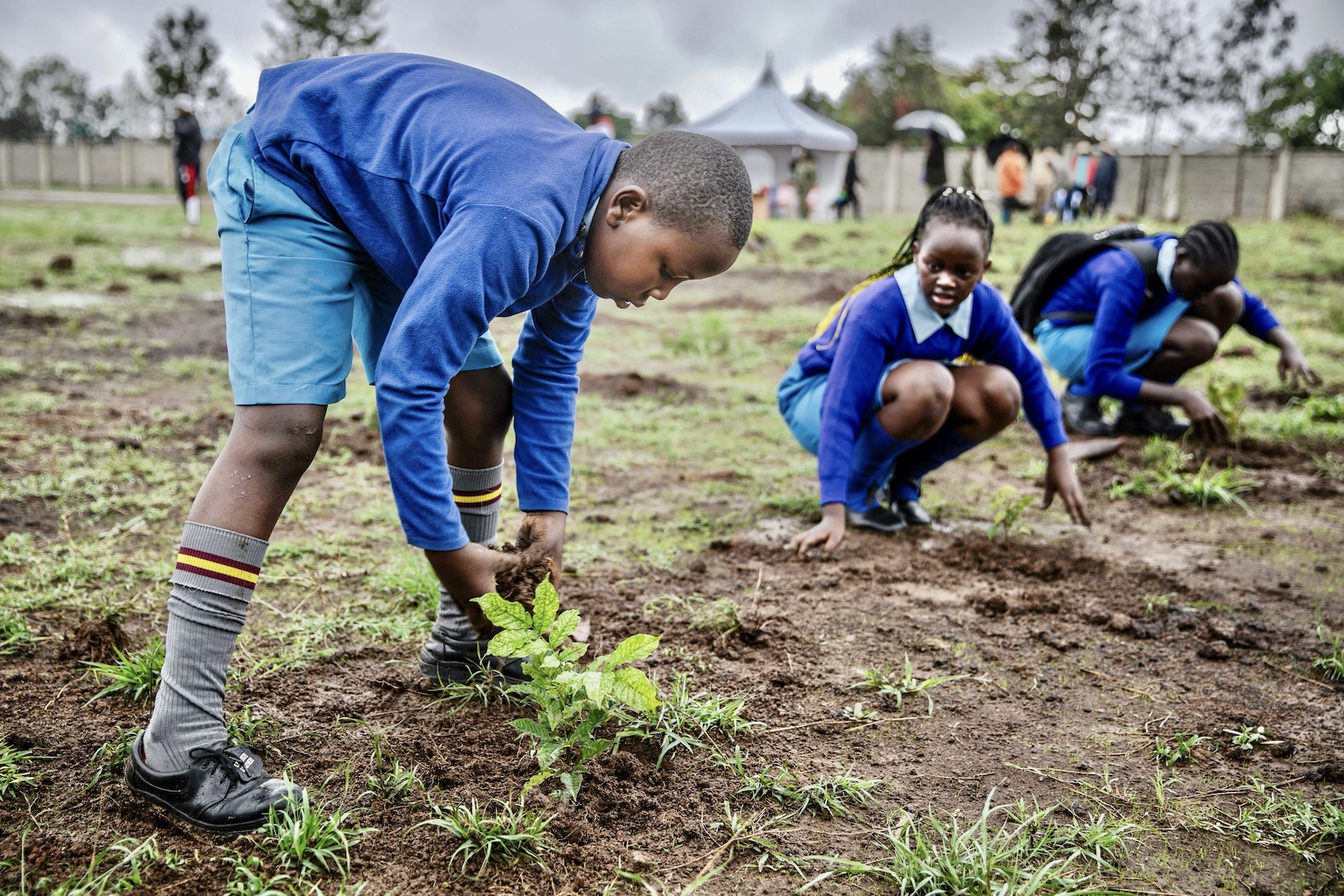 tree planting public holiday in Nairobi student plant trees kenya