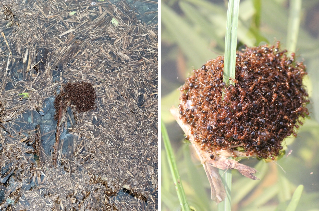 Killer Fire Ants In Australia Have Been Filmed Making Rafts To Survive Intense Floods And It’s Terrifying