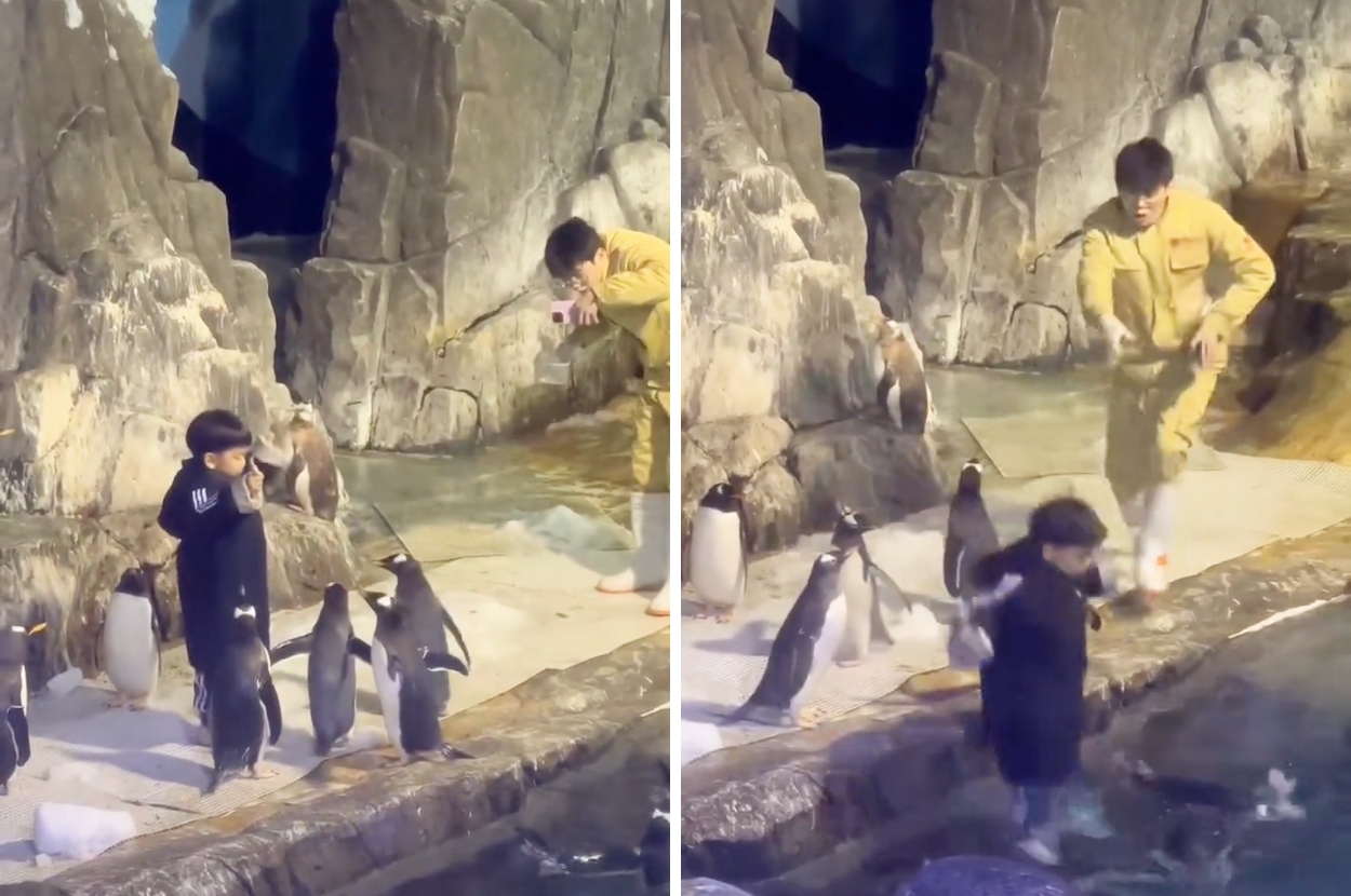 A Zookeeper In China Let This Boy Feed The Penguins So He Jumped Straight Into The Water To Do It